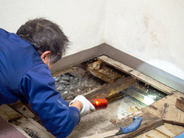 Best Residential Mold Remediation in Paradise, CA