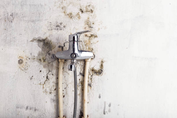 Best Health and Safety Mold Remediation in Paradise, CA