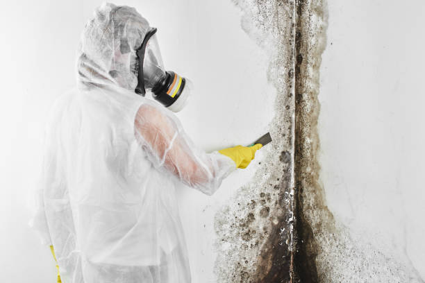 Best Post-Flood Mold Remediation in Paradise, CA