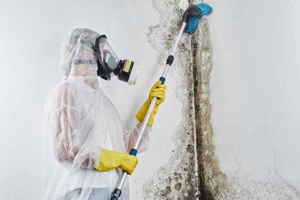 Best Mold Testing and Inspection Services in Paradise, CA