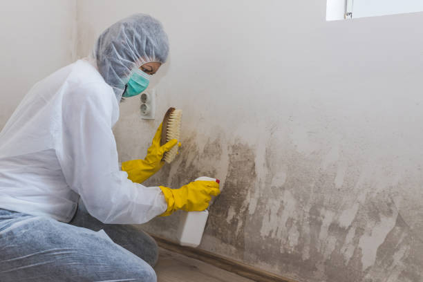Best Bathroom Mold Remediation in Paradise, CA