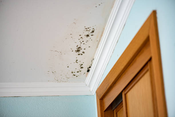 Trusted Paradise, CA Mold Remediation Experts