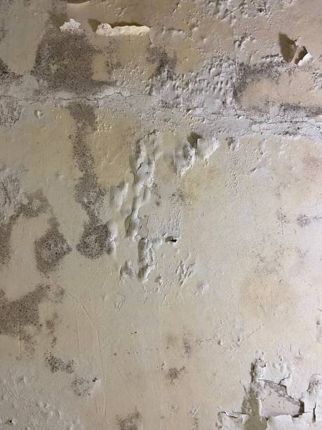 Best Commercial Mold Remediation in Paradise, CA