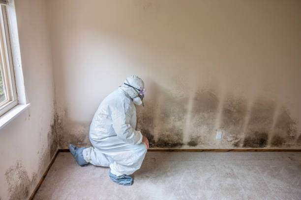 Best Crawl Space Mold Remediation in Paradise, CA