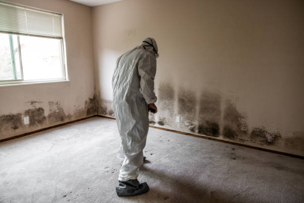 Best Industrial Mold Remediation in Paradise, CA