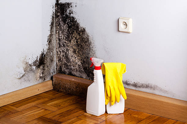 Best Emergency Mold Remediation in Paradise, CA