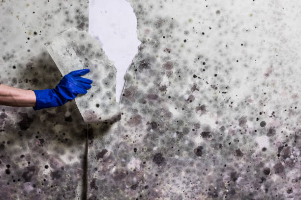 Best Black Mold Remediation in Paradise, CA