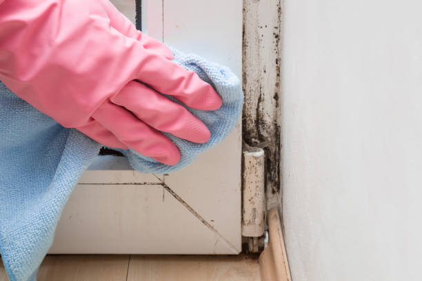 Best Mold Remediation for Specific Building Types in Paradise, CA